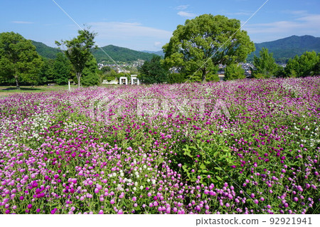 綠山津山盛開 92921941