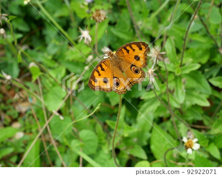 The Peacock Pansy ( Junonia almana ) butterfly seeking nectar on Spanish Needle flower in the field with natural green background, Pattern similar to the eyes on orange color wing of insect 92922071
