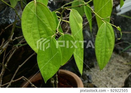 pepper leaves and aroma pepper leaves and aroma 92922505