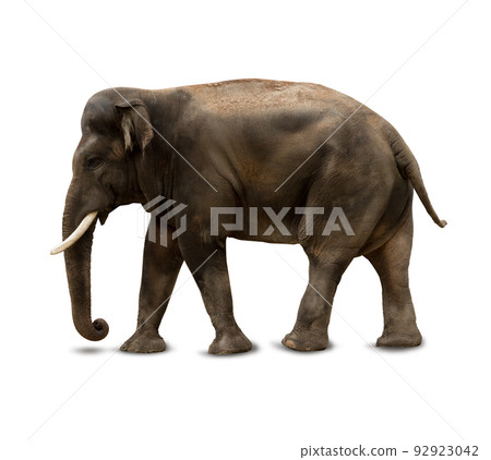Big Indian, Asian Elephant isolated on white background. Big Indian, Asian Elephant isolated on white background. 92923042