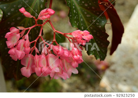 Begonia pink flex (Agaricaceae) Begonia pink flex (Agaricaceae) 92923250
