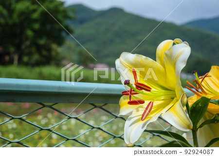 Lily of flowers Lily of flowers 92924087