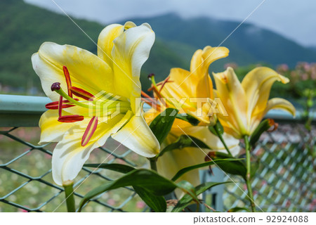 百合花 92924088