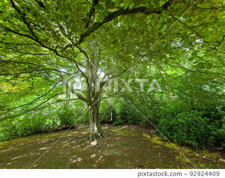 Trunk and canopy of a beautiful tree during spring in a park in England 92924409