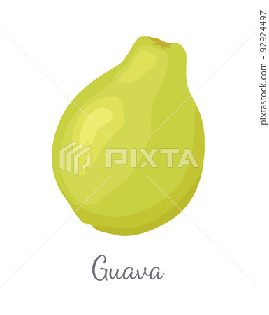 Guava Pineapple Guavas Exotic Juicy Fruit Vector 92924497