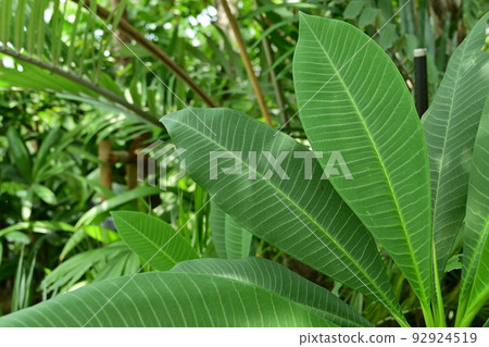 Indian Jasmine (Apocynaceae) leaves Indian Jasmine (Apocynaceae) leaves 92924519