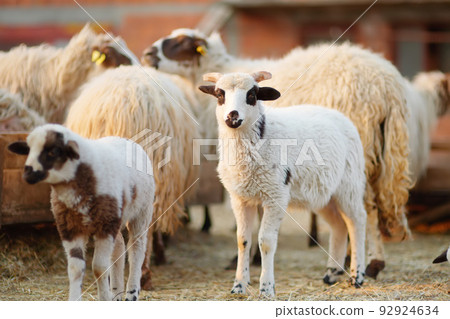 Small lambs on background of sheeps in corral on the farm. Bio organic healthy food and wool production. Growing livestock is a traditional direction of agriculture. Animal husbandry. 92924634