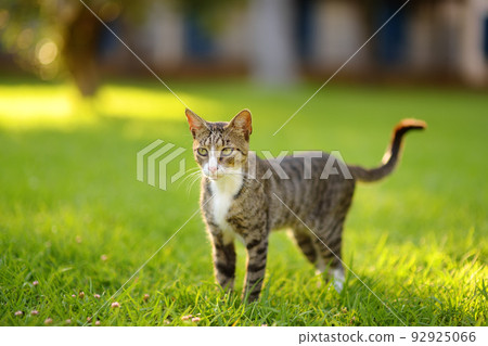 Young beauty tomcat is on green grass meadow on bright sunny summer day. Young beauty tomcat is on green grass meadow on bright sunny summer day. 92925066