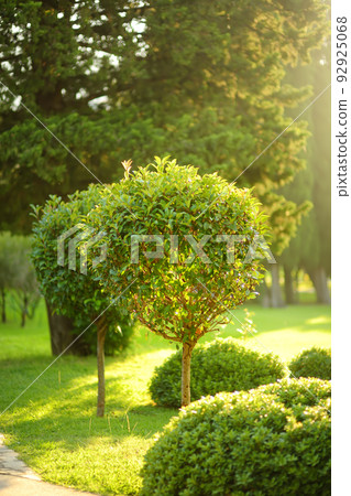Ornamental trees and bushes in public park on sunny summer day. Landscape design. Landscaping. Growing and sale of seedling decorative plants and large-sized trees. Garden centre. Ornamental trees and bushes in public park on sunny summer day. Landscape design. Landscaping. Growing and sale of seedling decorative plants and large-sized trees. Garden centre. 92925068