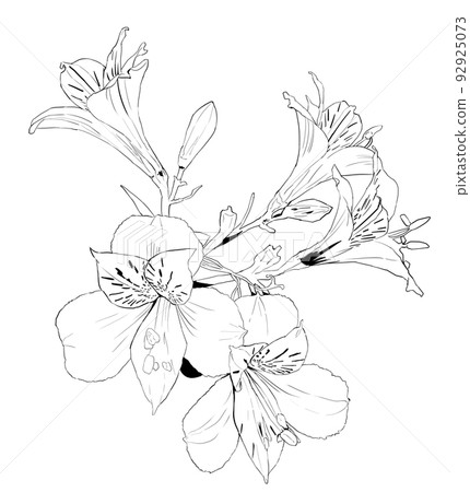 Alstroemeria monochrome illustration 92925073