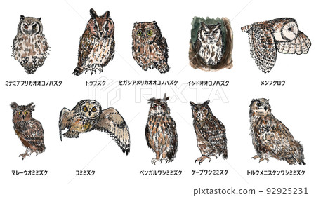 Owl and horned owl hand-drawn illustration No.3 Owl and horned owl hand-drawn illustration No.3 92925231