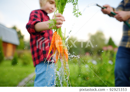 Little boy with dad washing a bunch of fresh homegrown carrot under streaming water in backyard on summer day. Child helps harvesting of vegetables. Healthy organic vegetarian food for kids. Little boy with dad washing a bunch of fresh homegrown carrot under streaming water in backyard on summer day. Child helps harvesting of vegetables. Healthy organic vegetarian food for kids. 92925353