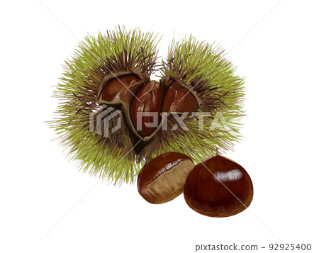 Chestnut (Iga chestnut blue) 92925400