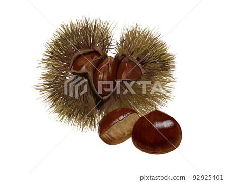 Chestnut (Iga chestnut tea) 92925401