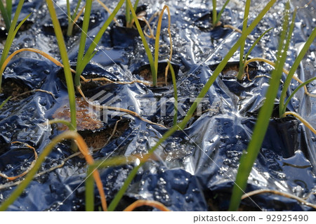 Field onions grown from seedlings Black mulch sheet 92925490