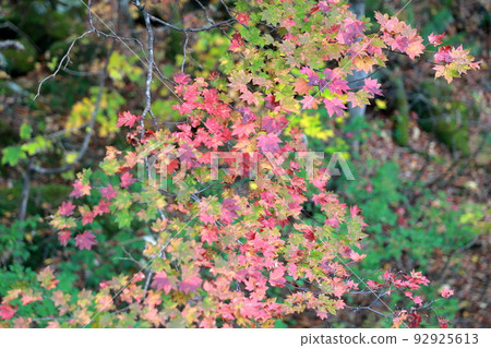 Colorful maples (Oirase stream, Towada city, Aomori prefecture) Colorful maples (Oirase stream, Towada city, Aomori prefecture) 92925613