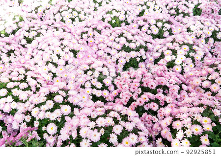 natural flowers background 92925851