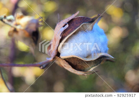 Cotton cotton Western cotton cotton cotton plant Cotton cotton Western cotton cotton cotton plant 92925917