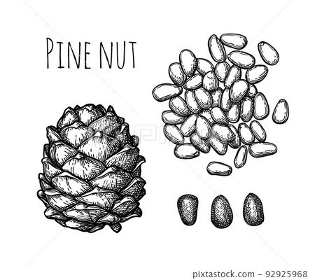 Pine nut cone and nuts. Pine nut cone and nuts. 92925968