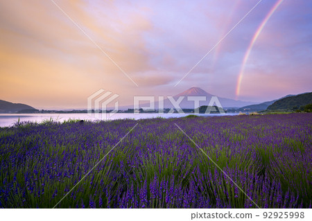 Mount Fuji and lavender, sunrise and rainbow, Oishi Park Mount Fuji and lavender, sunrise and rainbow, Oishi Park 92925998