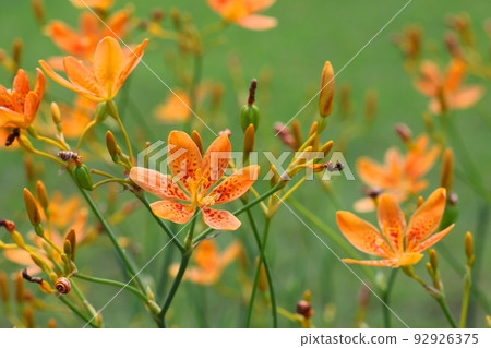 Higaugi Higaugi 92926375