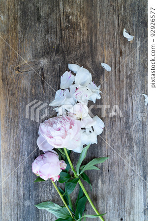 Fresh peonies flowers Fresh peonies flowers 92926577