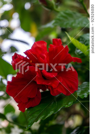 Huge red flower of Chinese hibiscus against the background of green leaves 92926880