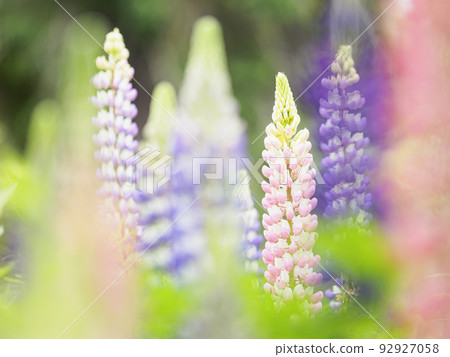 Lupine flower garden (horizontal composition) 01 92927058