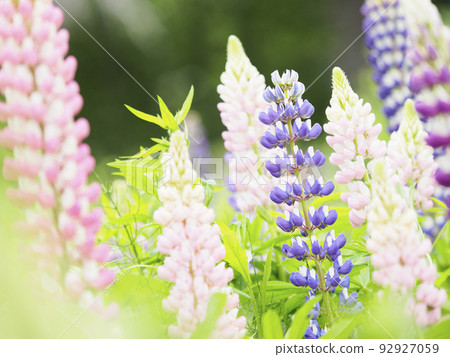 Lupine flower garden (horizontal composition) 02 92927059