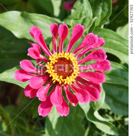 Flower of Zinnia (Latin. Zinnia) Flower of Zinnia (Latin. Zinnia) 92927365