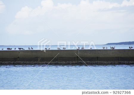 seabird gathering seabird gathering 92927366