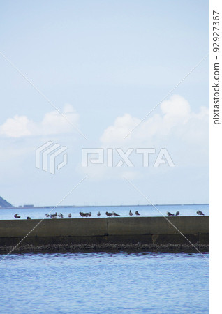 seabird gathering seabird gathering 92927367