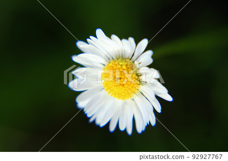 Beautiful Daisy flower blooming in the park during sunlight of summer day Beautiful Daisy flower blooming in the park during sunlight of summer day 92927767