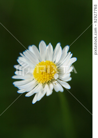 Beautiful Daisy flower blooming in the park during sunlight of summer day 92927768
