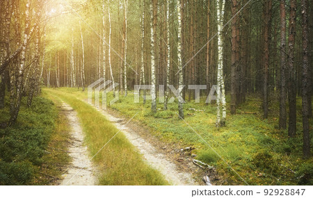Dirt road in a forest, color toning applied. 92928847
