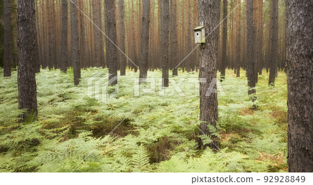 Birdhouse on a tree in a forest, selective focus. 92928849