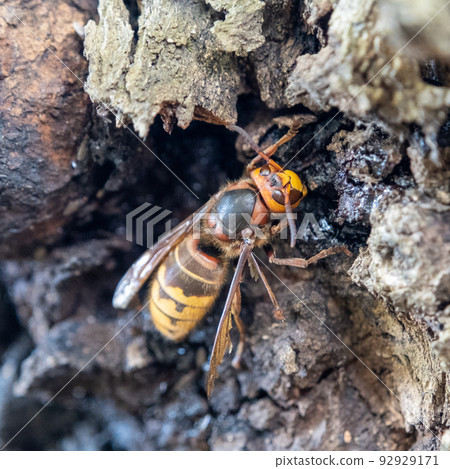 A large wasp near a tree drinks tree sap 92929171