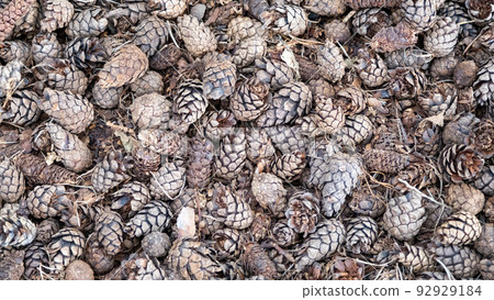 Pine or spruce cones lie on old dried up foliage and on pine needles. close-up Pine or spruce cones lie on old dried up foliage and on pine needles. close-up 92929184
