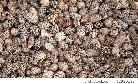 Pine or spruce cones lie on old dried up foliage and on pine needles. close-up 92929185
