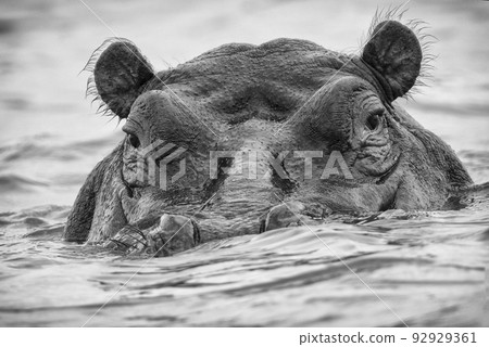 aggressive hippo muzzle sticking out of lake aggressive hippo muzzle sticking out of lake 92929361