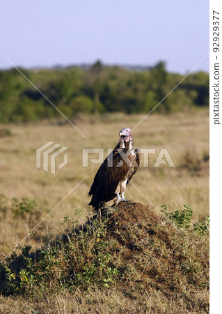vulture sitting on a hill in the African savannah vulture sitting on a hill in the African savannah 92929377