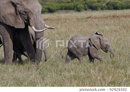 baby elephant with his mother elephant walking on the African savannah 92929382