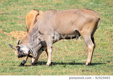 Two Eland antelope fighting. Two Eland antelope fighting. 92929465