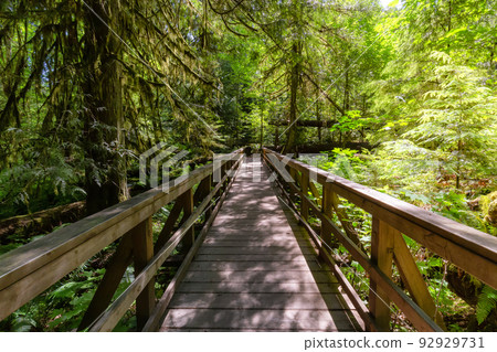 Trail in Lush Green Rain Forest in Pacific Northwest. Trail in Lush Green Rain Forest in Pacific Northwest. 92929731