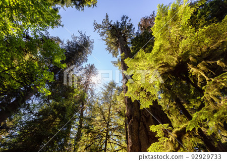 Lush Green Rain Forest in Pacific Northwest. MacMillan Provincial Park Lush Green Rain Forest in Pacific Northwest. MacMillan Provincial Park 92929733