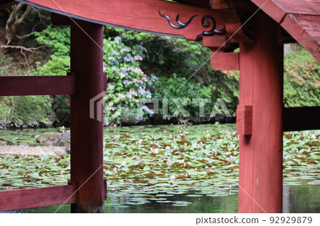 淺間岳金剛勝寺的蓮花 淺間岳金剛勝寺的蓮花 92929879