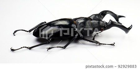 Beetle isolated on white. Giant black stag beetle Hexarthrius buqueti macro. Collection beetle, lucanidae, coleoptera, insects, entomology Beetle isolated on white. Giant black stag beetle Hexarthrius buqueti macro. Collection beetle, lucanidae, coleoptera, insects, entomology 92929883