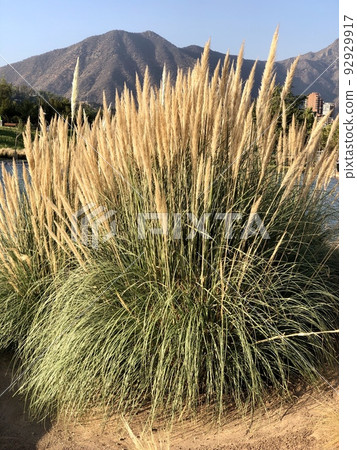 Pampas grass beautifies the landscaping Pampas grass beautifies the landscaping 92929917