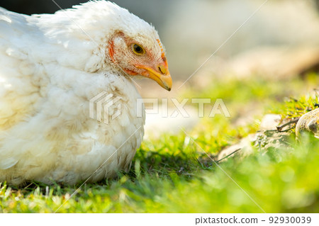 Hen feed on traditional rural barnyard. Close up of white chicken sitting on barn yard with green grass. Free range poultry farming concept. Hen feed on traditional rural barnyard. Close up of white chicken sitting on barn yard with green grass. Free range poultry farming concept. 92930039
