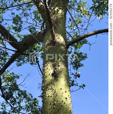 Tropical tree, Ceiba speciosa Tropical tree, Ceiba speciosa 92930278